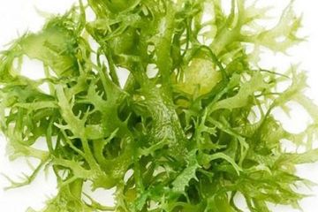 Tak Banyak Yang Tahu Karena Biasa Jadi Agar Agar Rumput Laut Memiliki Manfaat Untuk Cegah Penyakit Mematikan Ini Semua Halaman Sajian Sedap