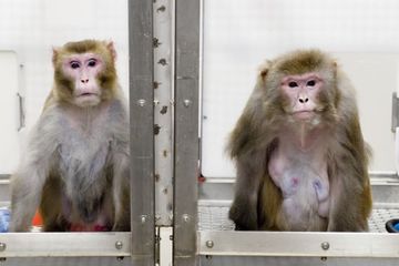 Monyet jadi di laboratorium untuk uji coba vaksin Covid-9