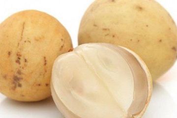 diabetes buah duku bagi penderita
