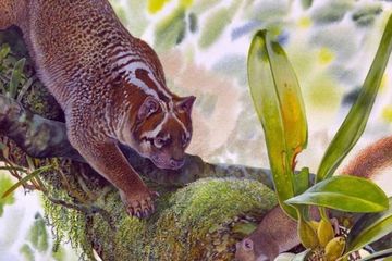 Singa Berkantung Ini Hidup Jutaan Tahun Silam Di Hutan Kuno Australia National Geographic