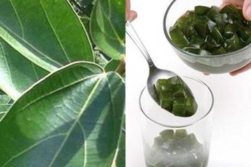 Cincau Populer untuk Diet dan Buka Puasa, Manfaatnya Antimalaria juga Diebates, Tapi Jangan Pernah Mencucinya