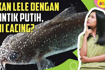 Sering Dianggap Berbahaya Apa Benar Bintik Putih Di Ikan Lele Adalah Cacing Kids