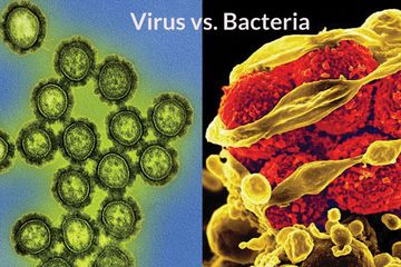 Virus VS Bakteri