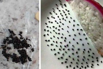 Bosen Karantina Di Rumah Siswi Ini Pisahin Biji Dari Buah Naga Terus Dihitung Semua Halaman Hai