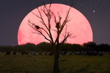 5 Fakta Fenomena Supermoon 2020 Dini Hari Tadi Bulannya Warna Pink Semua Halaman Cewekbanget