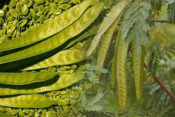 Inilah Khasiat Petai Untuk Kencing Manis Inilah Khasiat Petai Untuk Kencing Manis