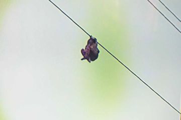 Seorang Bocah Alami Syok, Sebelumnya Bergelantungan di Kabel SUTET Tegangan Tinggi