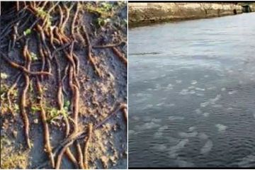 Ada Apa dengan Indonesia? Covid-19 Melanda Ribuan Cacing Naik ke Permukaan, Kini Ubur-ubur Menutup Permukaan Sungai di Jatim