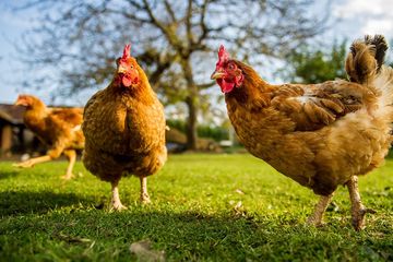 Hati Hati Memelihara Ayam Di Rumah Bisa Jadi Bom Waktu Yang Mematikan Kok Bisa Semua Halaman Sonora Id