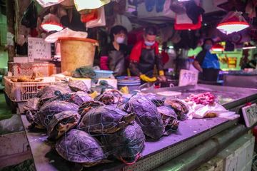 Pasar hewan liar,. Di sini  China Kembali temukan 18 Hewan yang Menjadi Inang Virus Baru.