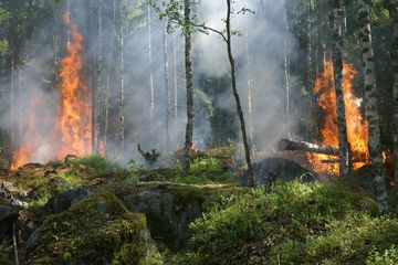 Bukan Gelombang Kedua Virus Corona, Kemenkes Peringatkan Kebakaran Hutan dan Lahan saat Musim Kemarau Dapat Perburuk Covid-19