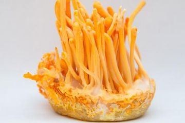 Jamur cordyceps dipercaya mampu mencegah bahkan mengobati virus corona atau Covid-19.