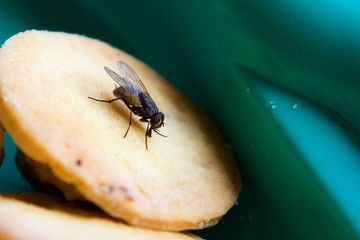 Apa yang Terjadi Jika Makanan Dihinggapi Lalat? Ini yang Harus Kita Lakukan
