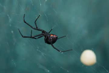 Berharap Jadi Spiderman, Gigitan Laba-laba Black Widow Justru Bikin 3 Bocah Kritis