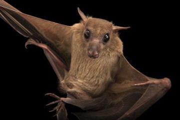 kelelawar buah Mesir (Rousettus aegyptiacus)