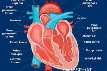 Contoh Gangguan Organ Peredaran Darah Tubuh Manusia oleh Banyak Faktor -  Semua Halaman - Kids