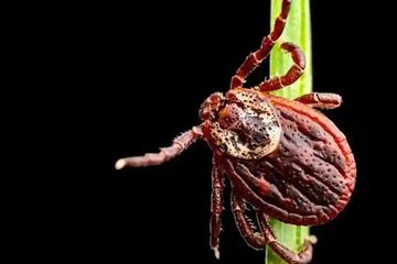 Belum Kelar Serangan Virus Corona, Rusia Kini Diserang Kutu Mutan Penghisap Darah Penyebab Kerusakan Otak Permanen