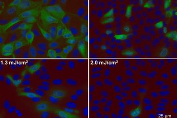 Welch et al menunjukkan untuk pertama kalinya bahwa far-UVC efisien menonaktifkan virus aerosol di udara. Gambar-gambar fluorescent ini menunjukkan sel-sel epitel yang terinfeksi H1N1; virus terpapar dalam bentuk aerosol di ruang iradiasi dengan dosis 0, 0,8, 1,3 atau 2,0 mJ / cm2 dari 222-nm jauh-UVC cahaya; sel yang terinfeksi fluoresce hijau.