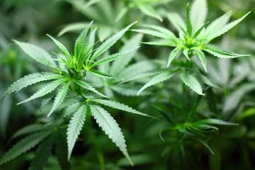 Serius, Mentan Syahrul Yasin Limpo Tetapkan Ganja Sebagai Tanaman Obat