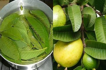 Rutin Minum Air Rebusan Daun Jambu Biji Efektif Jadi Bahan Alami Atasi Kolesterol Sampai Kanker Semua Halaman Grid Fame