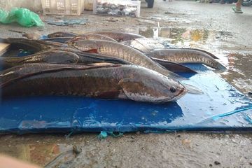 Ikan Gabus Untuk Penyandang Diabetes, Menyembuhkan Luka Diabetes