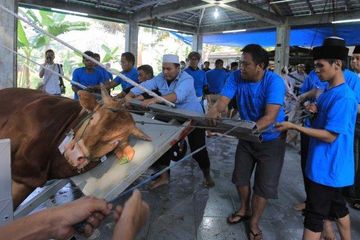 Bisa Cegah Virus Corona, 5 Makanan Ini Cocok Dikonsumsi Tukang Jagal Hewan Kurban Agar Tetap Sehat