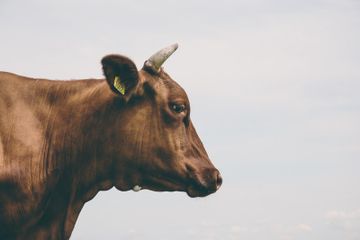 Viral pria meminum darah sapi saat penyembelihan hewan kurban