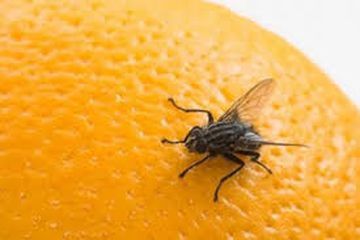 Mengusir lalat yang merupakan serangga yang mengganggu dapat menggunakan bahan alami.