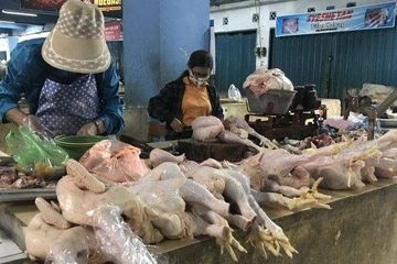Mitos atau fakta bahaya makan ayam broiler