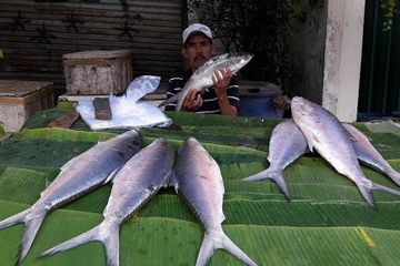 Ciri ikan bandeng yang tidak segar