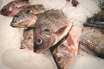 Konsumsi ikan mujair bagi kesehatan.