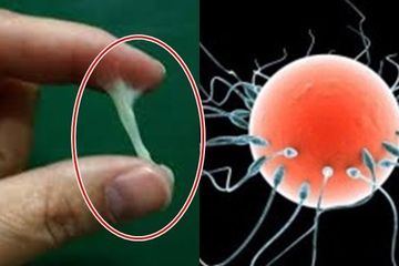 Ciri sperma berkualitas dan cara meningkatkan jumlah sperma.