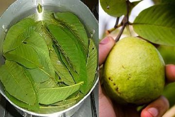 Khasiat air rebusan daun jambu biji untuk kesehatan, di antaranya melumpuhkan kolesterol di tubuh.