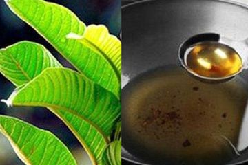 6 Khasiat Menakjubkan Teh Daun Jambu Biji Jika Diminum Secara Rutin