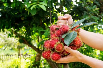 Uban Bisa Hilang Dan Rambut Menjadi Hitam Pekat Hanya Dengan Daun Rambutan Begini Cara Mudahnya Semua Halaman Nakita
