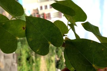 Daun giloy