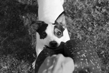 Mimpi Melihat Ular Digigit Anjing - MIMPIRI