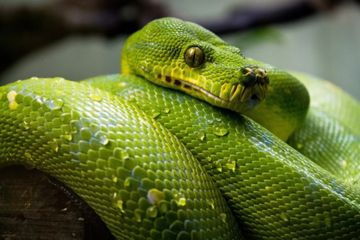 Sering Disebut Pertanda Buruk, Ini Dia Arti Melihat Ular Besar Dalam Mimpi  Yang Ternyata Merupakan Pertanda Baik, Maknanya Apa? - Semua Halaman - Hits