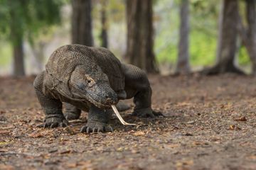 Viral foto komodo halangi truk proyek pembangunan taman wisata Jurassic Park