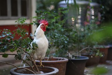 Tafsir Mimpi Menangkap Ayam Putih Benarkah Ini Malah Pertanda Baik Semua Halaman Suar Tafsir Mimpi Menangkap Ayam Putih Benarkah Ini Malah Pertanda Baik Semua Halaman Suar