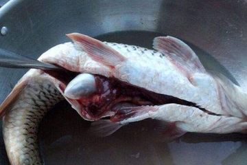 620+ Fungsi Ikan Dokter Air Laut Gratis