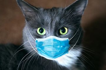 Serem, kucing ternyata menjadi pembawa virus SARS-CoV-2 menurut sebuah hasil studi terbaru di Amerika Serikat.