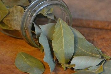 Bukan Penipuan Coba Minum Air Rebusan Daun Salam Di Pagi Hari Jangan Kaget Jika Tubuh Merasakan Hal Fantastis Dalam Sekejap Semua Halaman Sajian Sedap