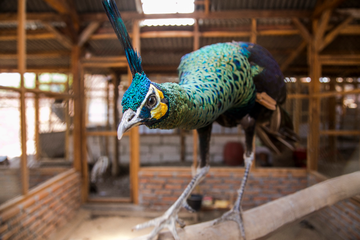 860+ Gambar Burung Merak Hijau HD