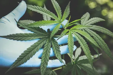  Komisi Narkotika Perserikatan Bangsa-Bangsa (PBB) sepakat untuk menghapus ganja dari daftar narkoba paling berbahaya dan akan digunakan sebagai tanaman medis.