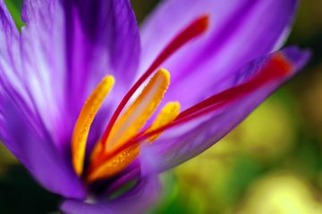 Aneka manfaat bungsa Saffron yang menakjubkan.