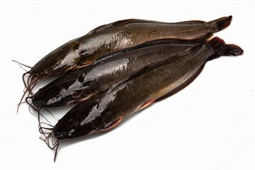 Mengonsumsi ikan mencegah stunting bisa jadi solusinya