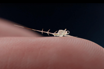 4800 Koleksi Bagaimana Gambar Hewan Kutu Air HD Terbaru