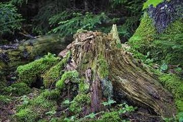 Penyebab mukormikosis banyak terdapat di alam dan terjadi pada daun, tumpukan kompos, tanah dan kayu yang membusuk.