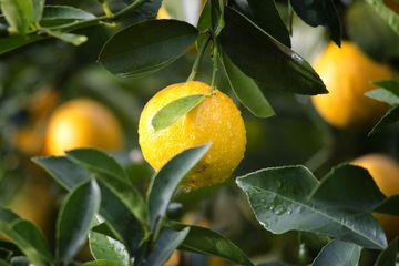 Lemon dan Vitamin C juga Bawang Putih untuk Mengatasi Corona
